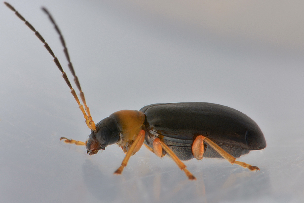 Chrysomelidae: Luperus sp. (L. pygmaeus opp. L. leonardii)